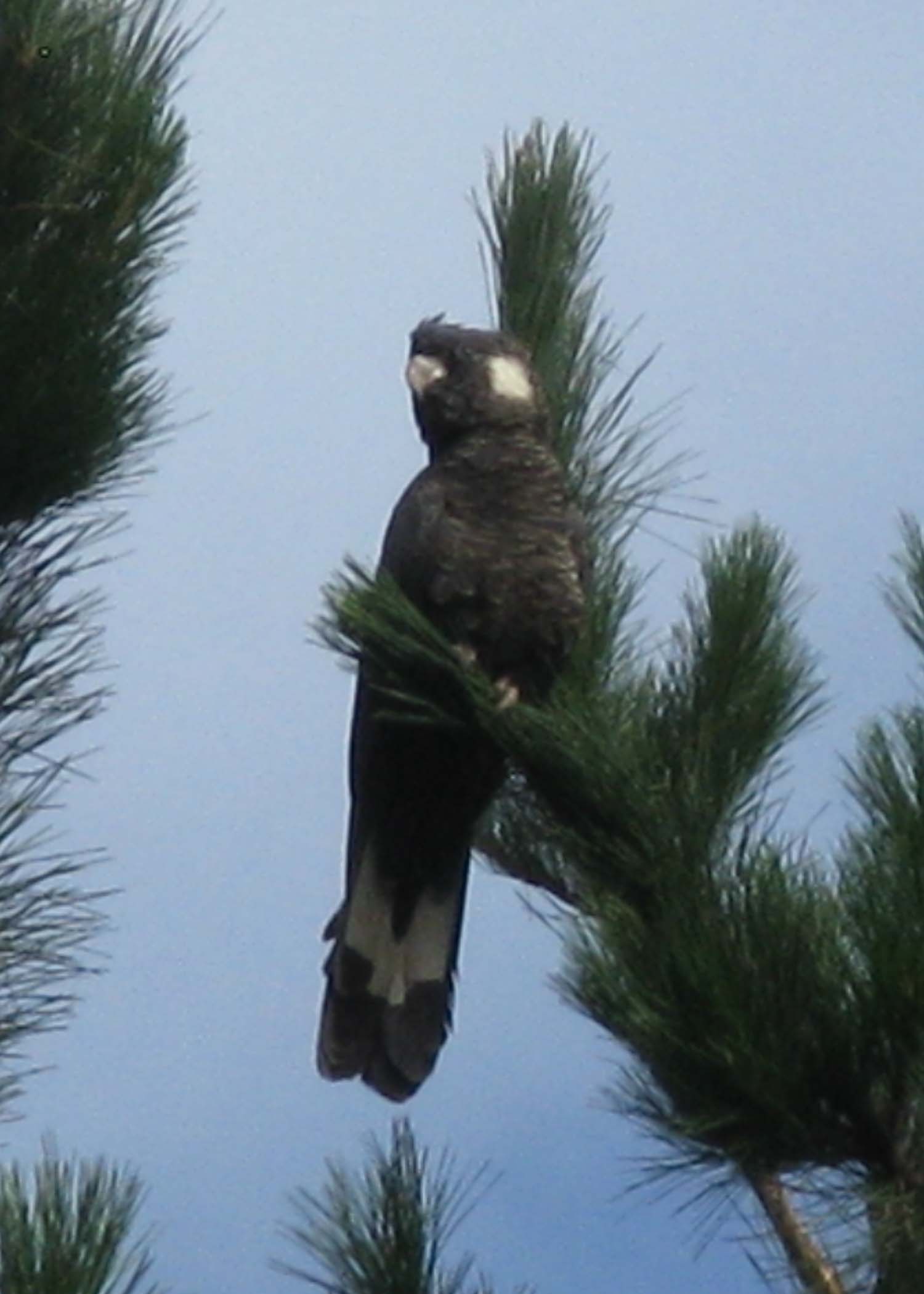 Cockatoo Western Australia