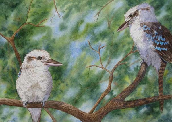 kookaburras