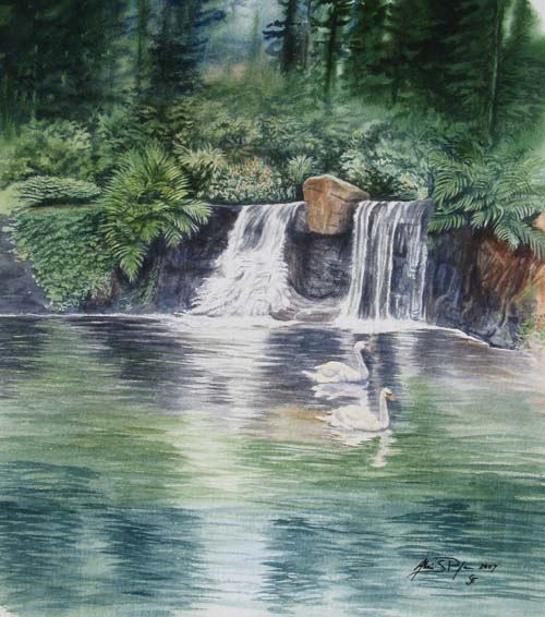 Swans on lake in Stanley Park Vancouver