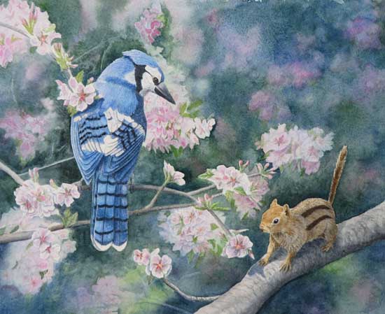 Bluejay and chipmunk