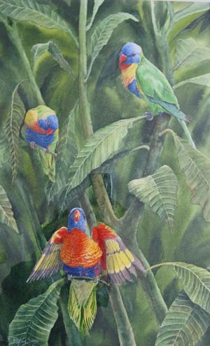 rainbow lorikeets