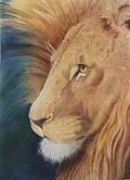 african lion