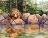 Grizzly bear watching water