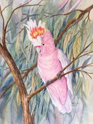 Major Mitchell's Cockatoo