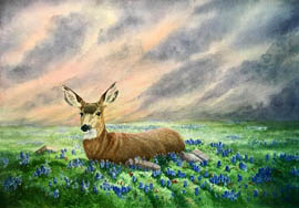 Mule deer in bluebonnets
