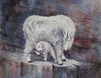 Mountain Goats, North America