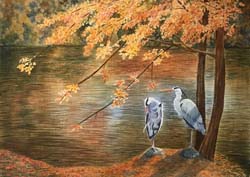 Herons in Autumn