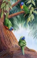 3 rainbow lorikeets