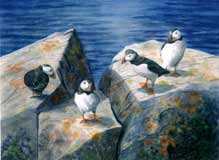 Atlantic Puffins