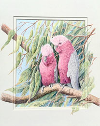 Pair of Galahs in tree